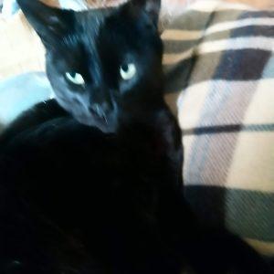 Negrita