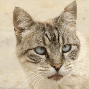 Fura