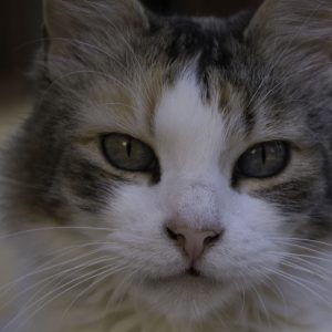 Jeta, retrato del archivo de Santuritos