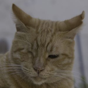 Miau