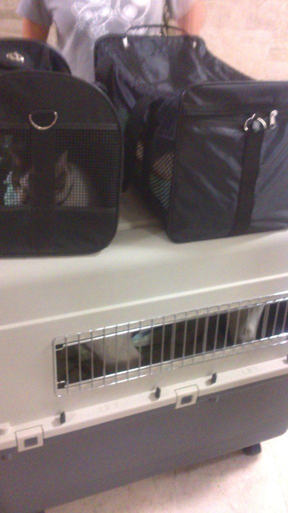 #viajarcongatos #gatos #gatosentransportines #perros #viajarconperros #perrosentransportines